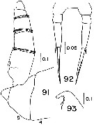 Espèce Temorites sp. - Planche 1 de figures morphologiques