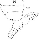 Espèce Temorites discoveryae - Planche 3 de figures morphologiques