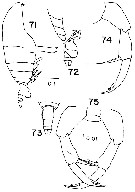 Espèce Temoropia minor - Planche 2 de figures morphologiques