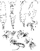 Species Scaphocalanus emine - Plate 1 of morphological figures