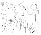 Species Paraeuchaeta rasa - Plate 3 of morphological figures