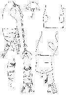 Espce Ctenocalanus heronae - Planche 1 de figures morphologiques