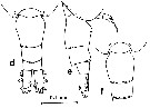 Espèce Acartia (Acanthacartia) sinjiensis - Planche 4 de figures morphologiques