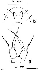 Species Acartia (Acanthacartia) sinjiensis - Plate 5 of morphological figures