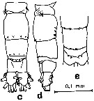 Species Acartia (Acanthacartia) sinjiensis - Plate 6 of morphological figures