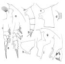 Espèce Paraeuchaeta calva - Planche 1 de figures morphologiques