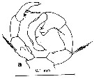 Espèce Acartia (Acanthacartia) plumosa - Planche 4 de figures morphologiques