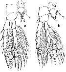 Espèce Hyalopontius boxshalli - Planche 4 de figures morphologiques
