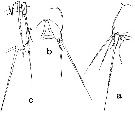 Espèce Hyalopontius boxshalli - Planche 5 de figures morphologiques