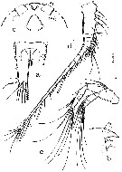 Espèce Misophriopsis longicauda - Planche 2 de figures morphologiques