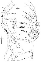Espèce Nudivorax todai - Planche 2 de figures morphologiques