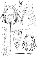 Espèce Nudivorax todai - Planche 7 de figures morphologiques