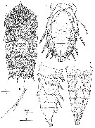 Espce Andromastax cephaloceratus - Planche 2 de figures morphologiques