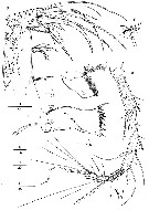 Espce Andromastax cephaloceratus - Planche 3 de figures morphologiques