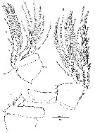 Espce Andromastax cephaloceratus - Planche 5 de figures morphologiques