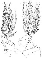 Espce Andromastax cephaloceratus - Planche 6 de figures morphologiques