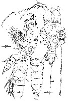 Espce Andromastax cephaloceratus - Planche 7 de figures morphologiques