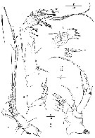 Espce Andromastax cephaloceratus - Planche 8 de figures morphologiques