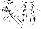 Espèce Oithona brevicornis - Planche 18 de figures morphologiques