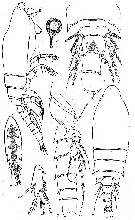 Species Hyalopontius pleurospinosus - Plate 1 of morphological figures