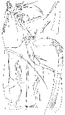 Espèce Hyalopontius pleurospinosus - Planche 2 de figures morphologiques