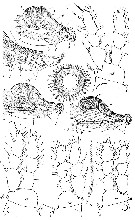 Species Hyalopontius pleurospinosus - Plate 3 of morphological figures