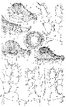 Espce Hyalopontius pleurospinosus - Planche 3 de figures morphologiques