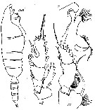 Species Paraeuchaeta bulbirostris - Plate 1 of morphological figures