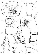 Espce Paraeuchaeta implicata - Planche 1 de figures morphologiques