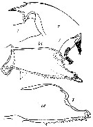 Espce Paraeuchaeta abyssaloides - Planche 1 de figures morphologiques