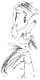 Espèce Heterorhabdus egregius - Planche 4 de figures morphologiques