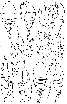 Species Lucicutia ovalis - Plate 5 of morphological figures