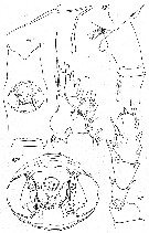 Espèce Paraeuchaeta kurilensis - Planche 4 de figures morphologiques