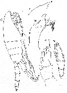 Espèce Paraeuchaeta scotti - Planche 4 de figures morphologiques