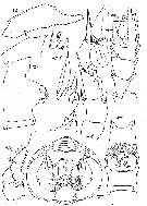 Espèce Paraeuchaeta brevirostris - Planche 4 de figures morphologiques