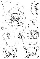 Species Paraeuchaeta orientalis - Plate 2 of morphological figures