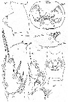 Espèce Paraeuchaeta tumidula - Planche 6 de figures morphologiques