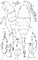 Species Lucicutia formosa - Plate 3 of morphological figures