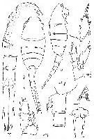 Espèce Lucicutia longifurca - Planche 2 de figures morphologiques