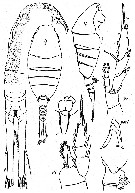 Espce Lucicutia profunda - Planche 2 de figures morphologiques