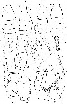 Espèce Heterorhabdus fistulosus - Planche 4 de figures morphologiques