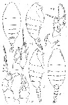 Species Paraheterorhabdus (Antirhabdus) compactus - Plate 7 of morphological figures