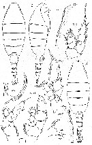 Species Paraheterorhabdus (Paraheterorhabdus) robustus - Plate 8 of morphological figures