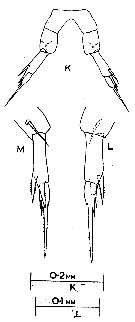 Espèce Calanopia australica - Planche 3 de figures morphologiques
