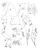 Espèce Paraeuchaeta antarctica - Planche 1 de figures morphologiques