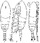 Espèce Mecynocera clausi - Planche 9 de figures morphologiques