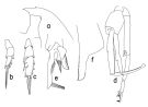 Espèce Paraeuchaeta antarctica - Planche 2 de figures morphologiques