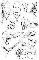 Espèce Diaixis tridentata - Planche 1 de figures morphologiques