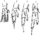 Espèce Diaixis tridentata - Planche 2 de figures morphologiques