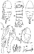 Espèce Diaixis gambiensis - Planche 1 de figures morphologiques
